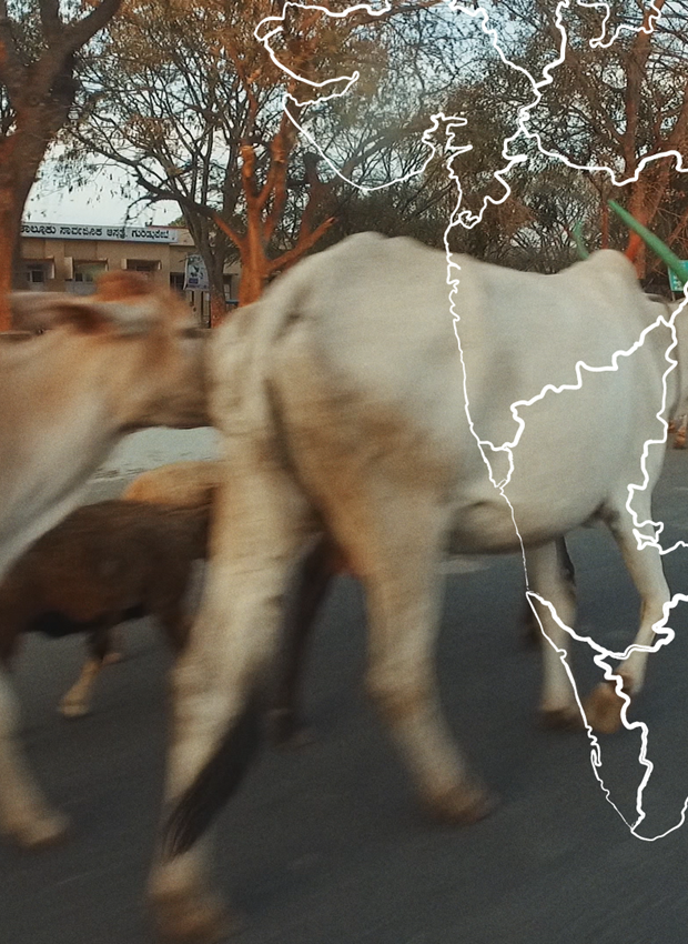 Karvės ant kelio Indijoje