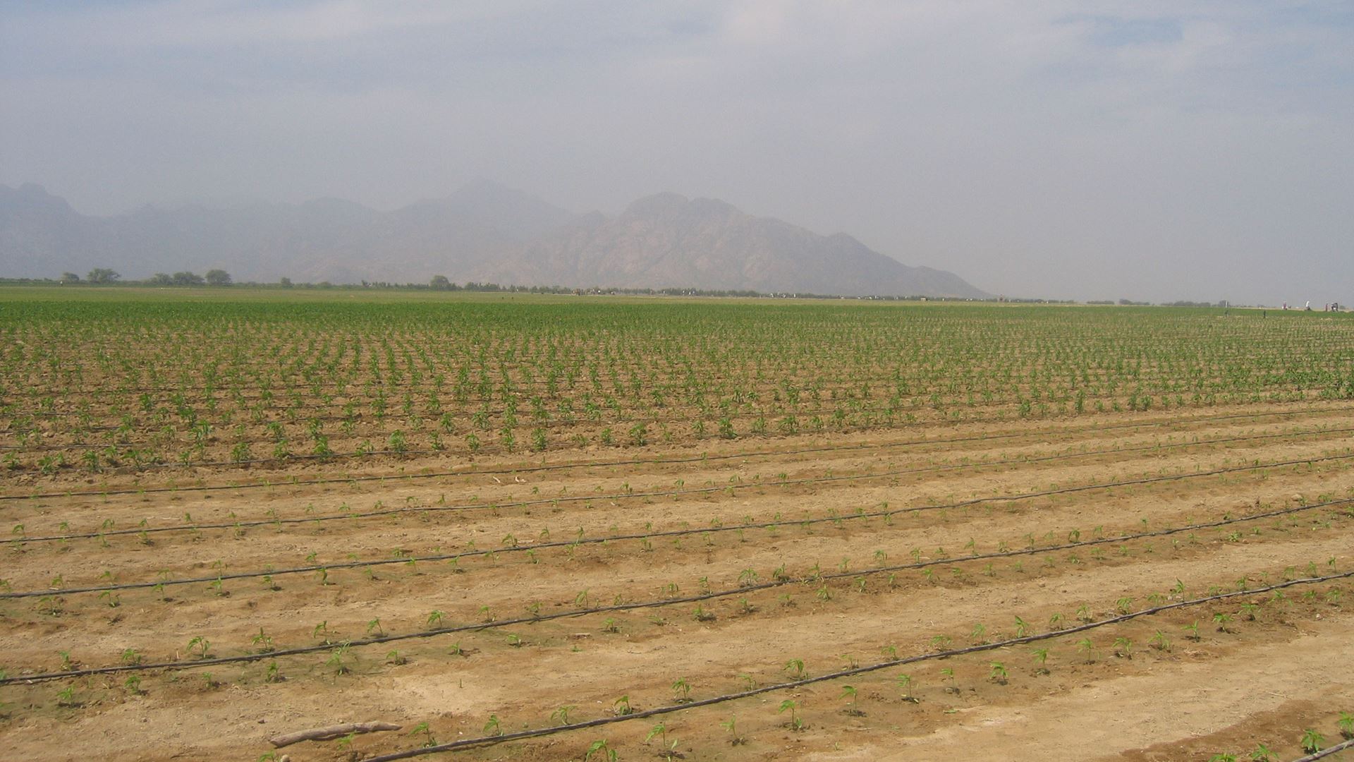 Irrigatie van chili veld in Peru