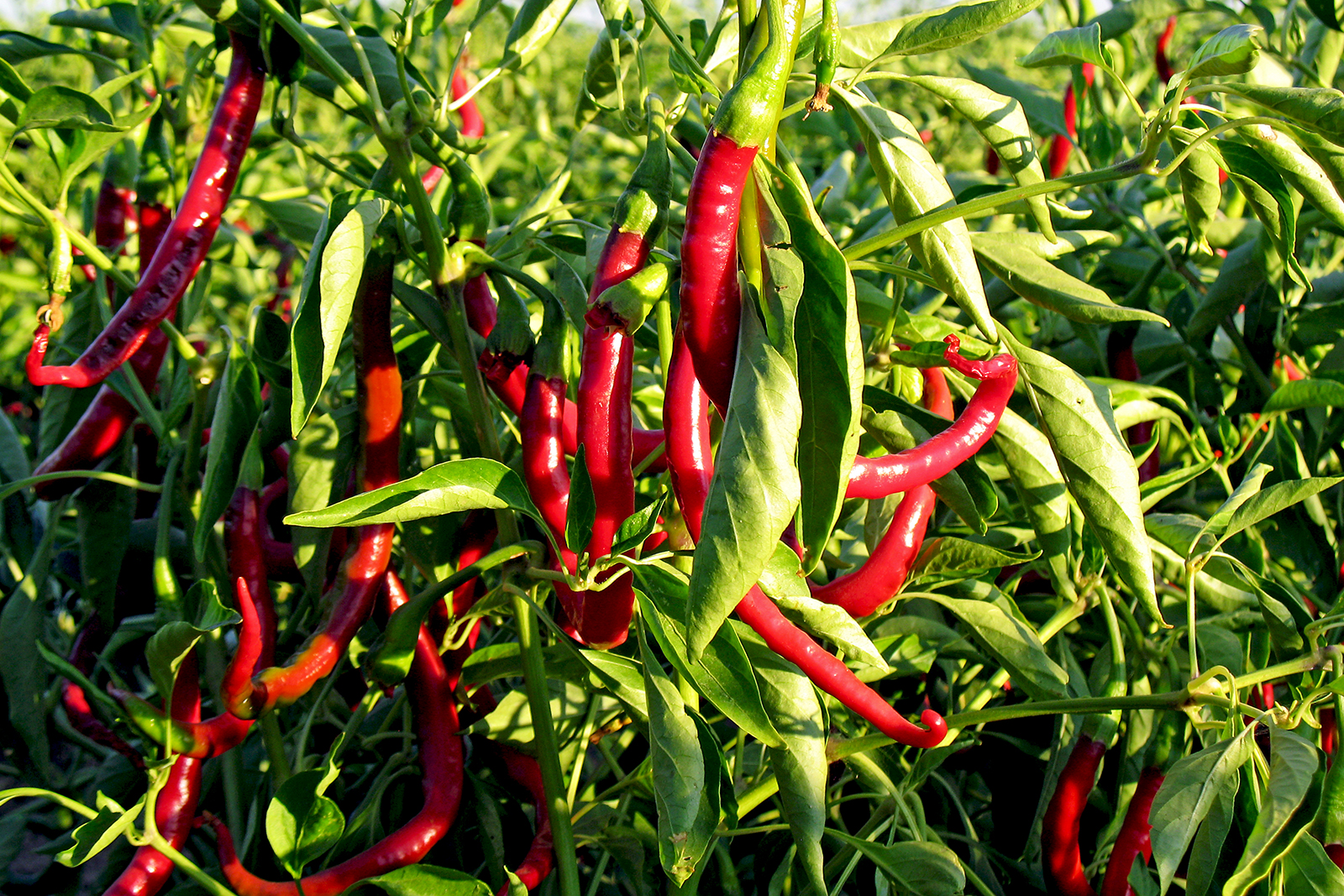 Fresh chillies before harvest.