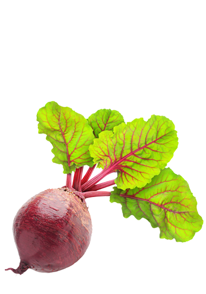 Rödbeta