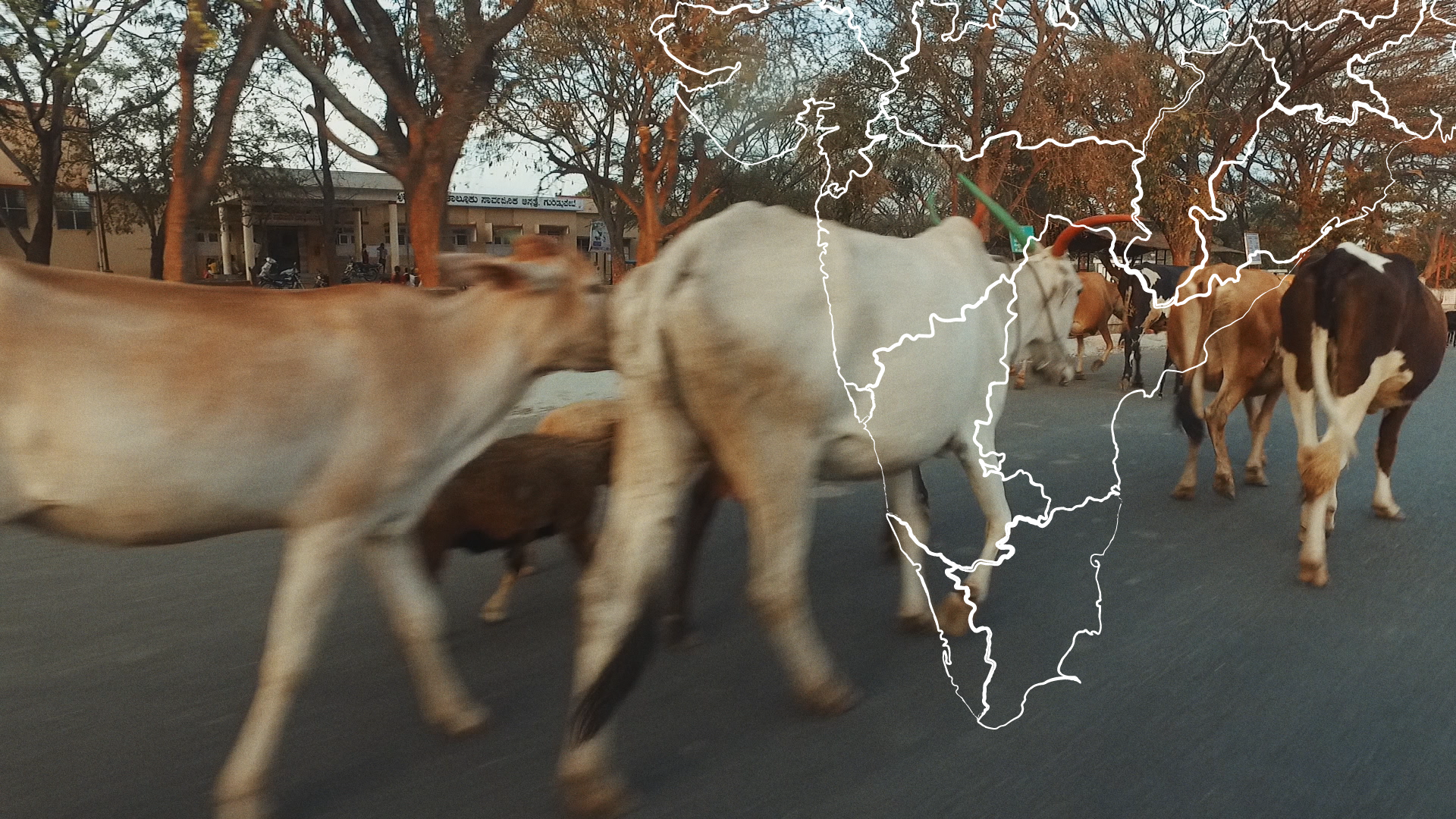 Cows on road in India