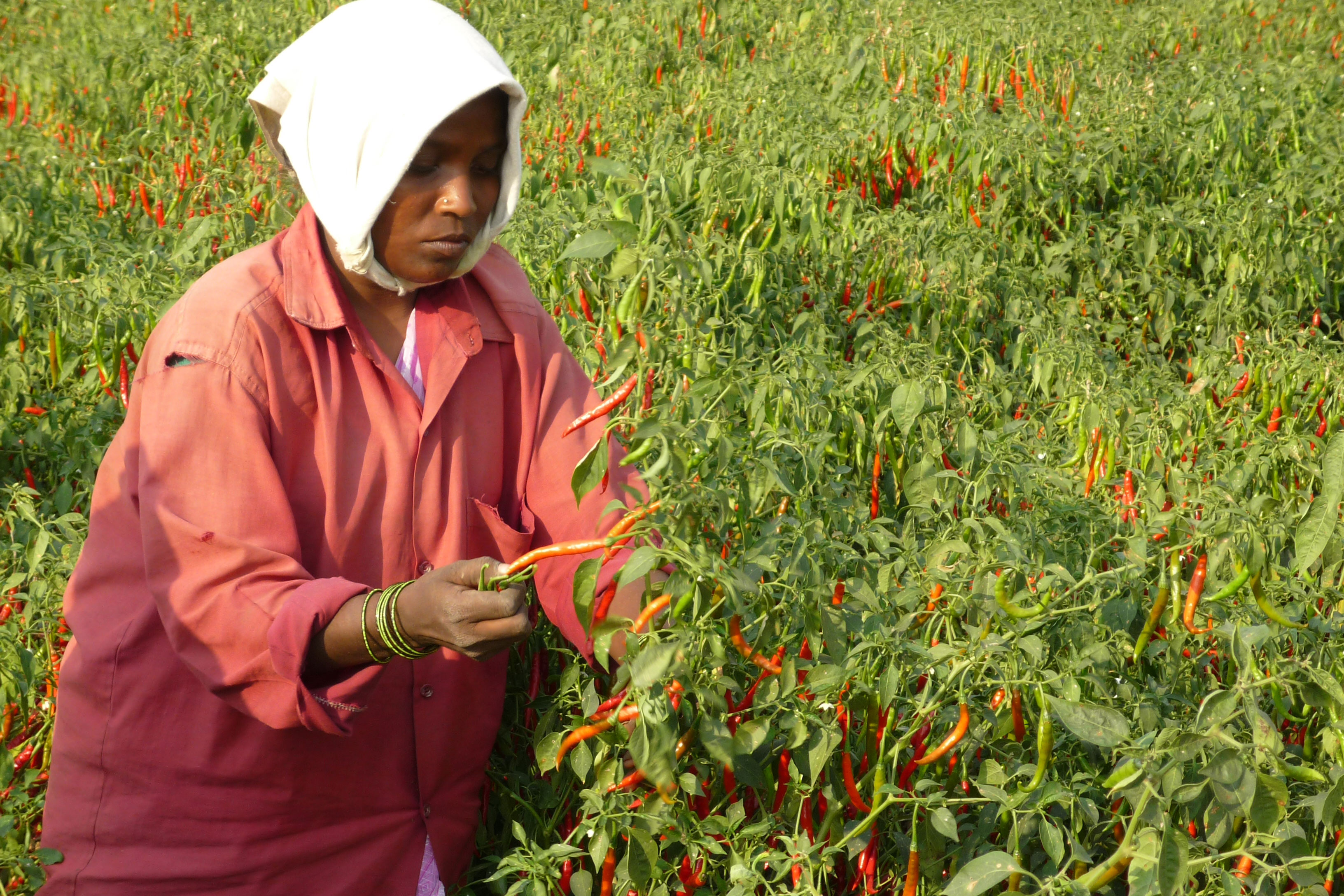 En kvinna som jobbar på en chiliplantage i Indien.