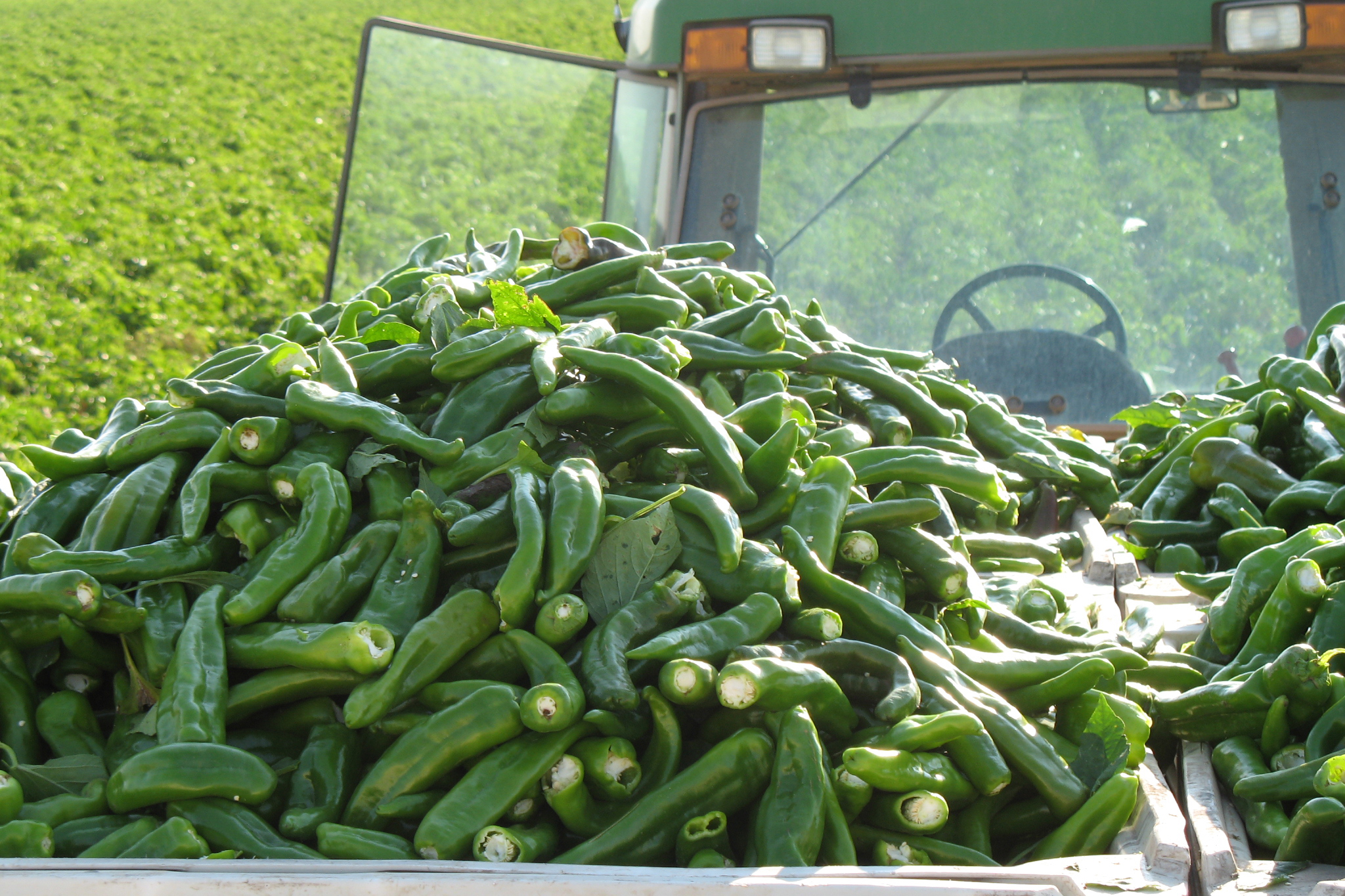 Freshly harvested chilli in the U.S.