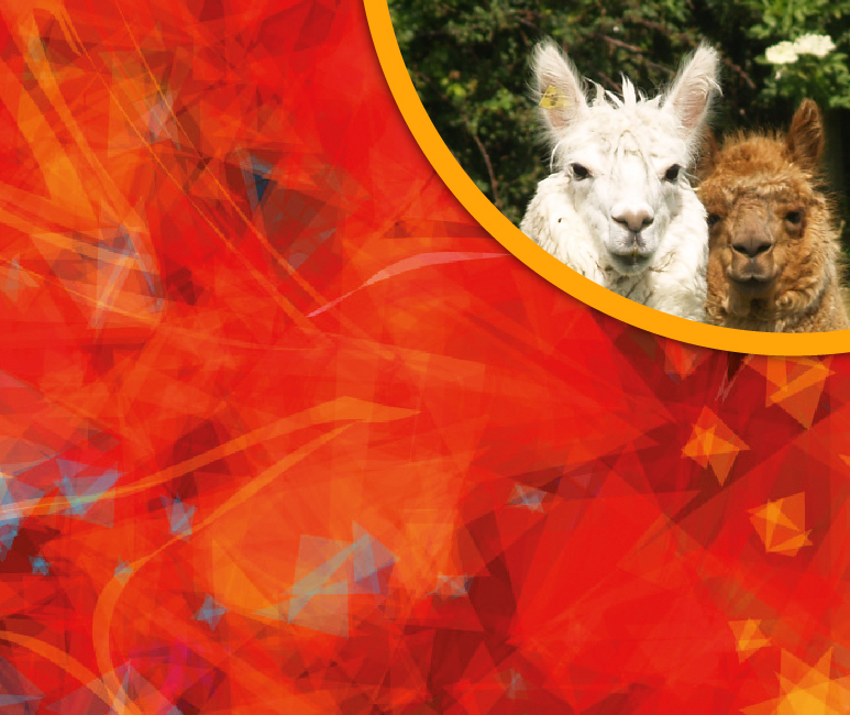 win a family Alpaca trekking experience