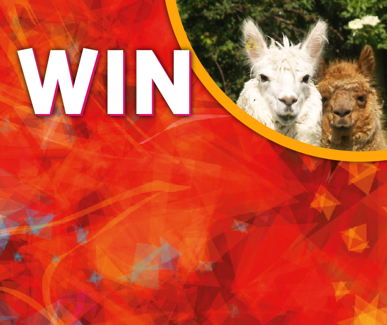 Win a family Alpaca trekking experience