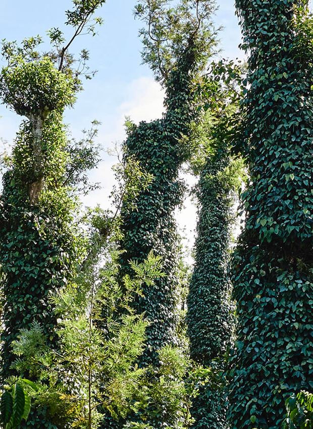 Tellicherry plants