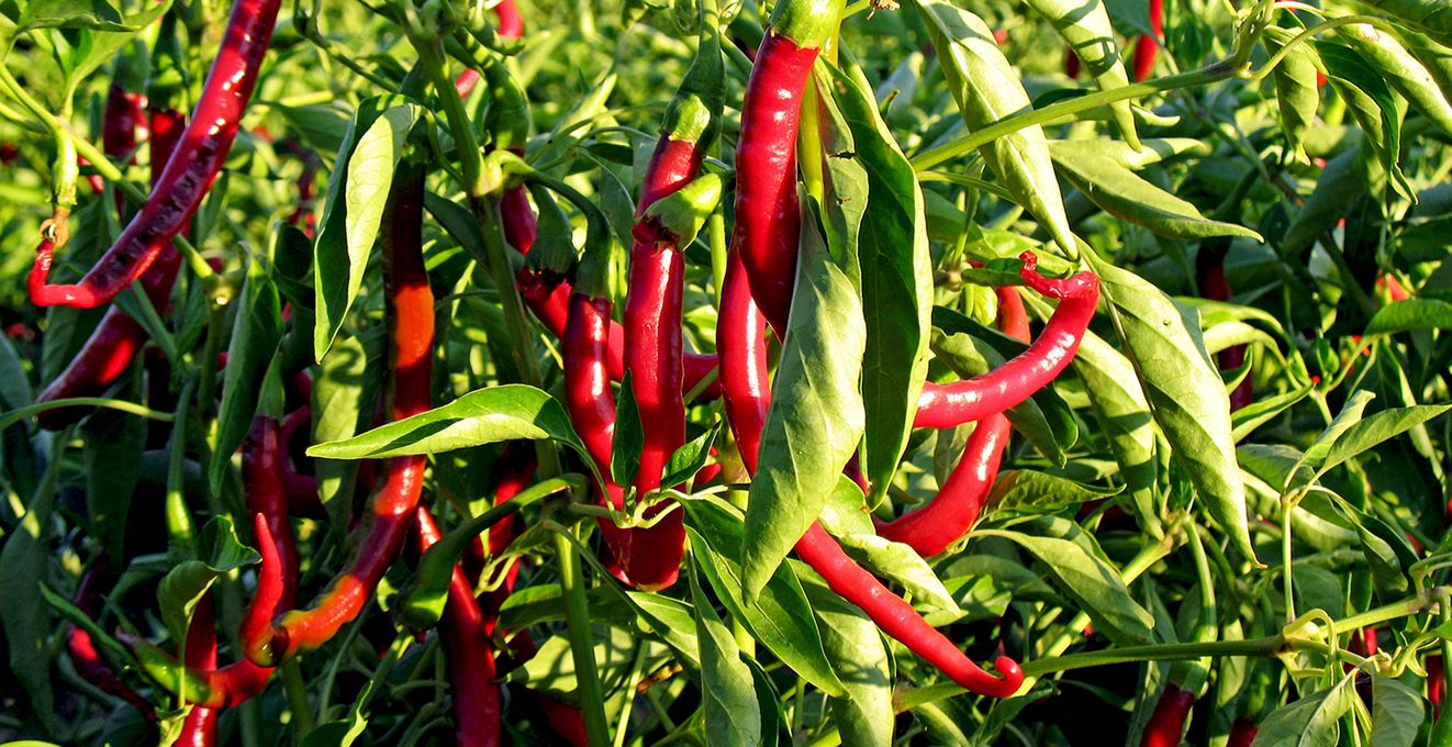 Fresh chillies before harvest.