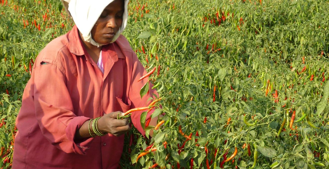 Een vrouw die werkt op een chili plantage in India.