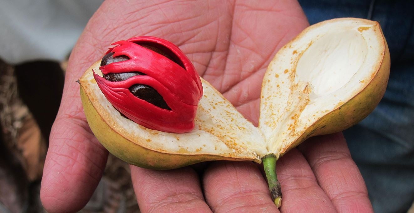 Muskaat fruit uit India, met de kruiden van muskotnoot en champignon