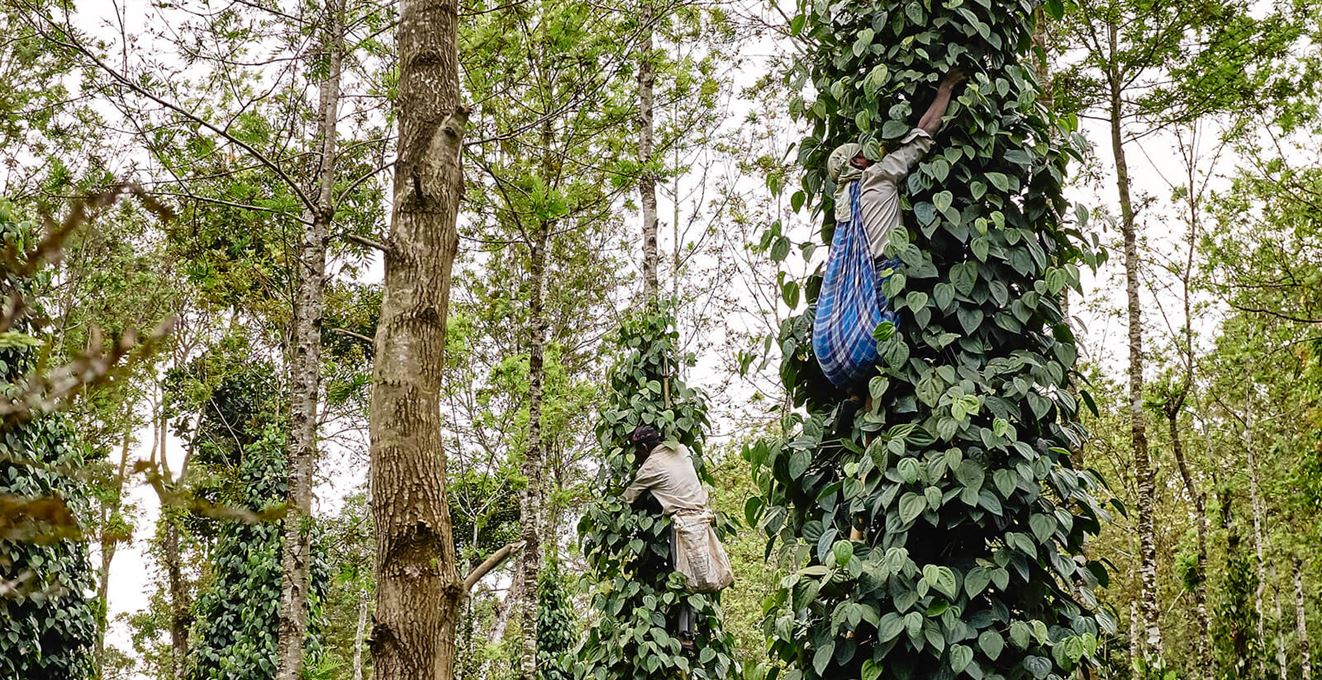  Pepper høst på en plantage i Indien