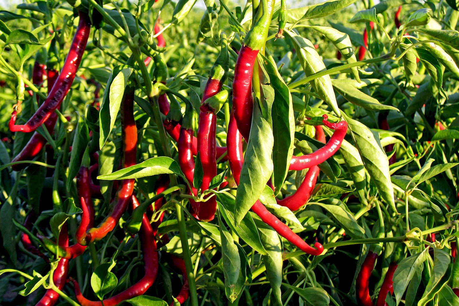 thumbnail image 2 of Chilli Man Chili With Beans - 15oz Cans (Pack Of 2) 2 of 11