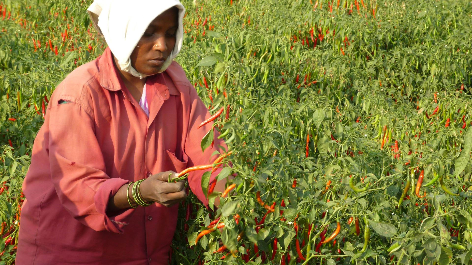 Visiting a chilli supplier in India.