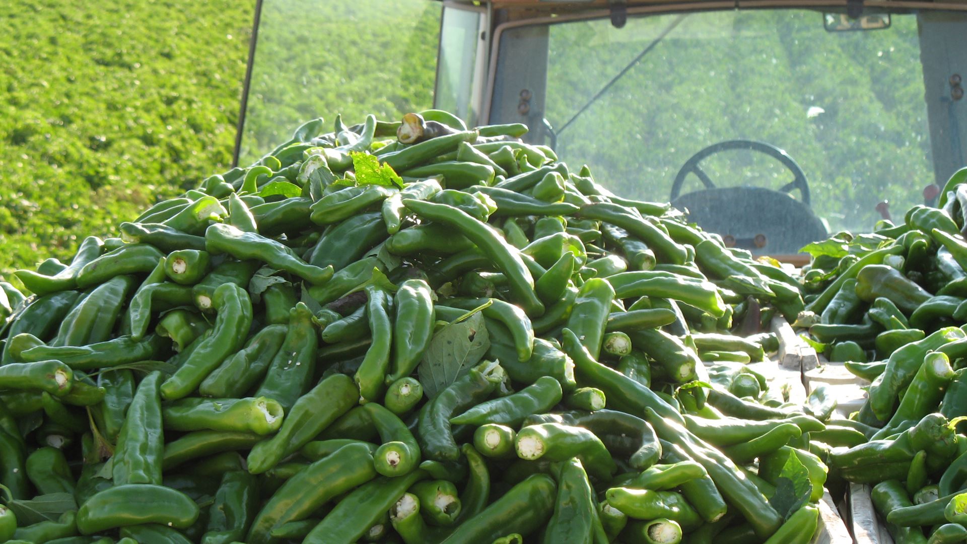 Freshly harvested chilli in the U.S.