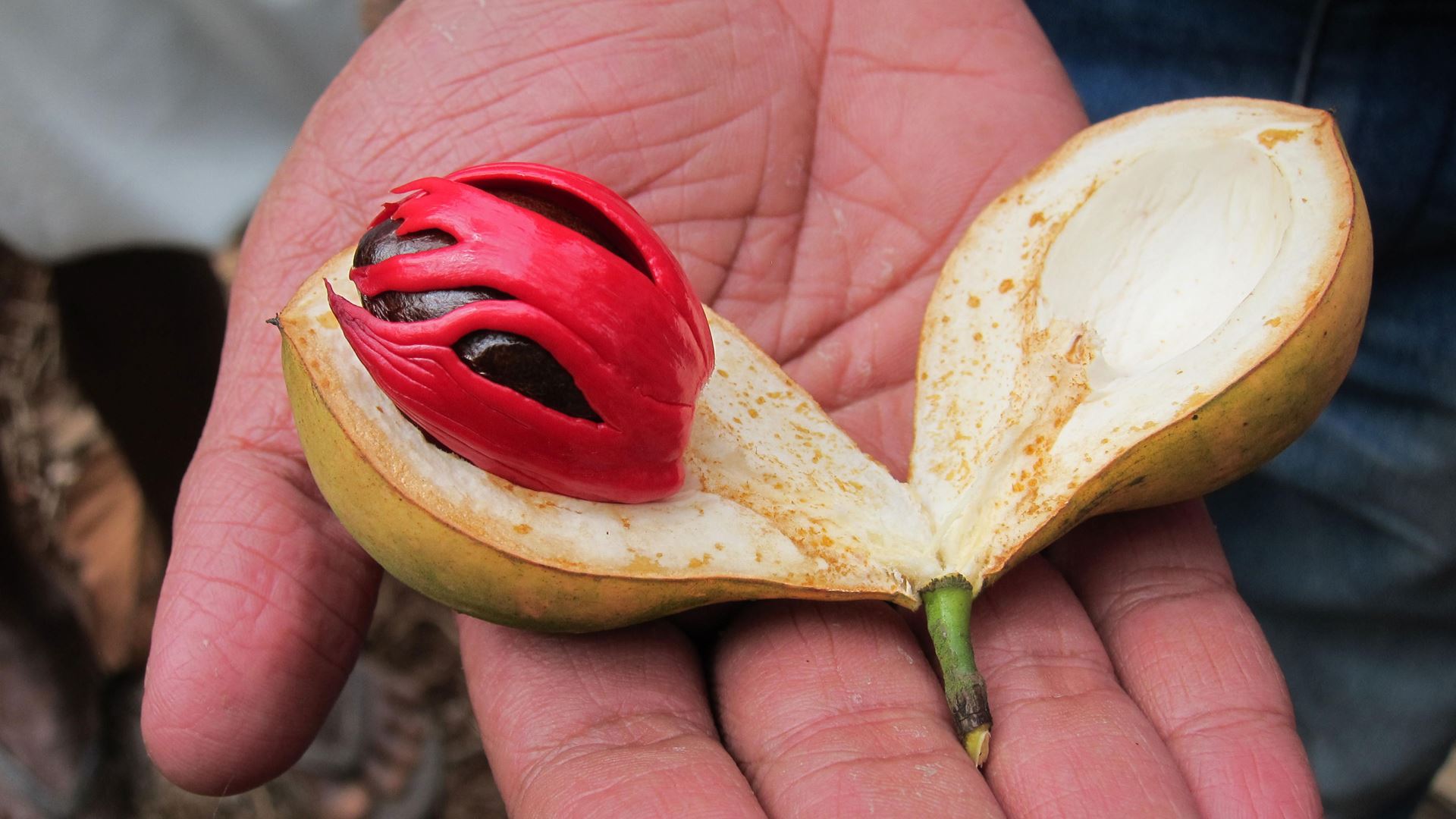 Champignonfruit uit India, met de kruiden van muskotnoot en champignonbloem.
