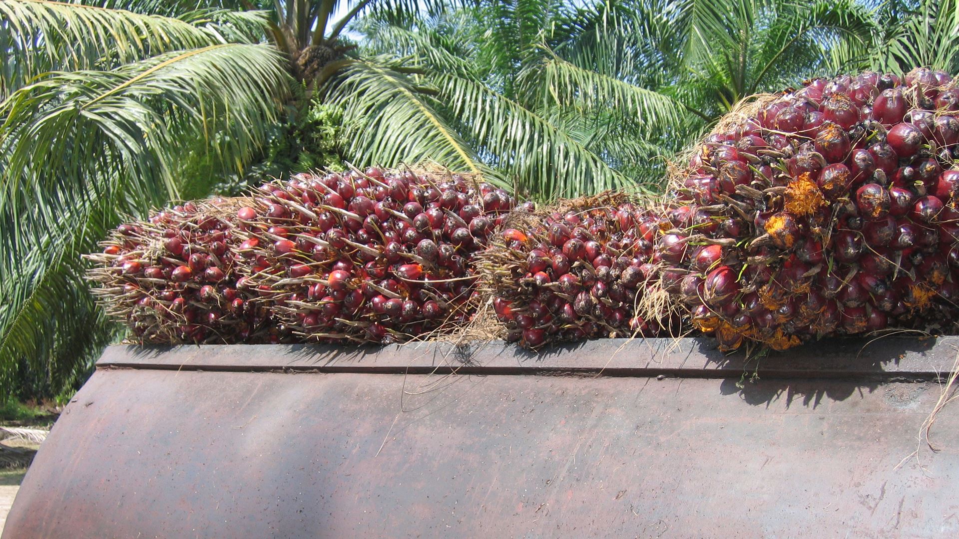 Palmių vaisių aliejus.