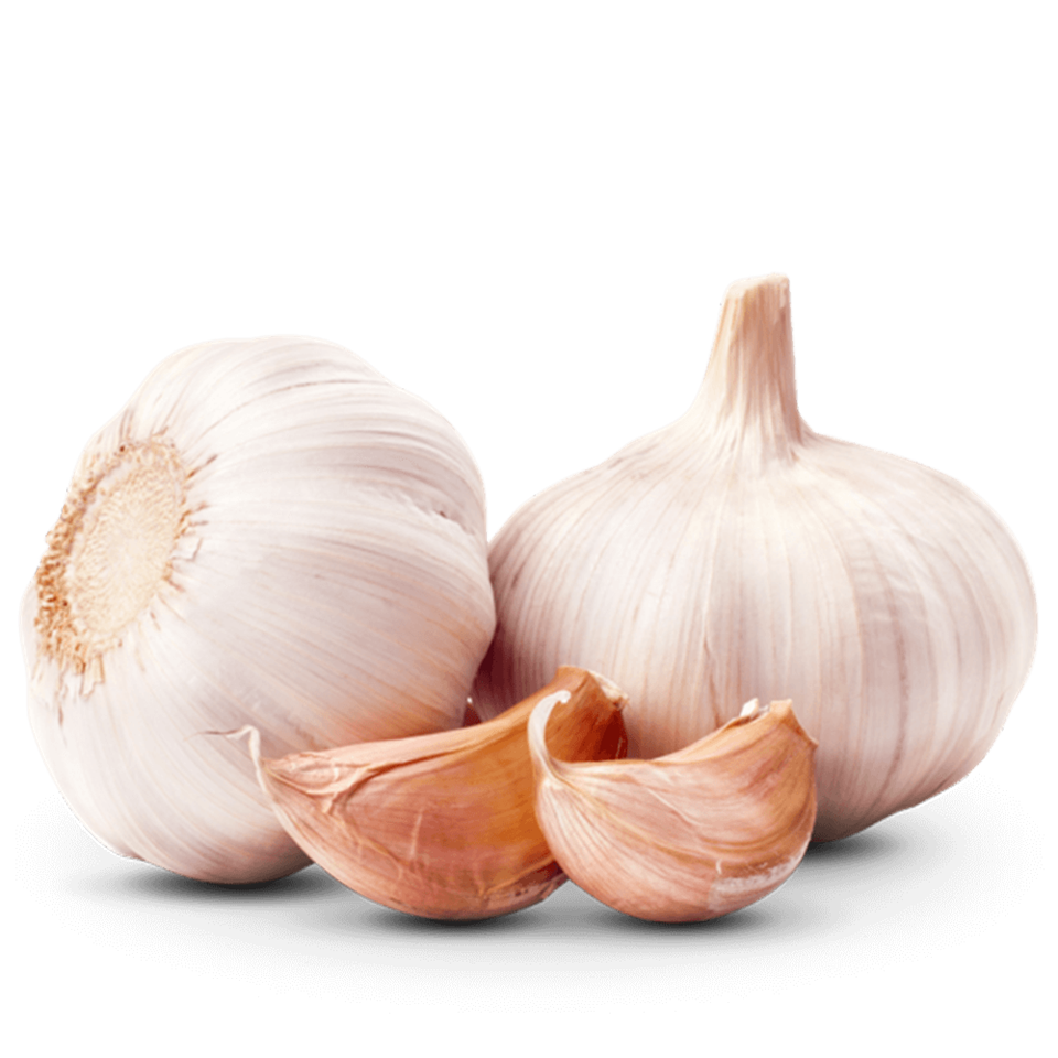 Garlic