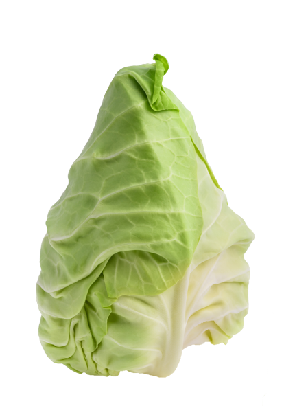 Pointed cabbage