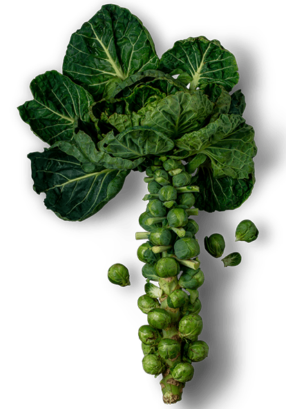 Brussels sprouts