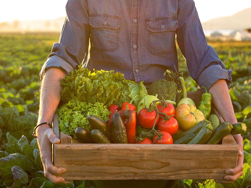 veggie school