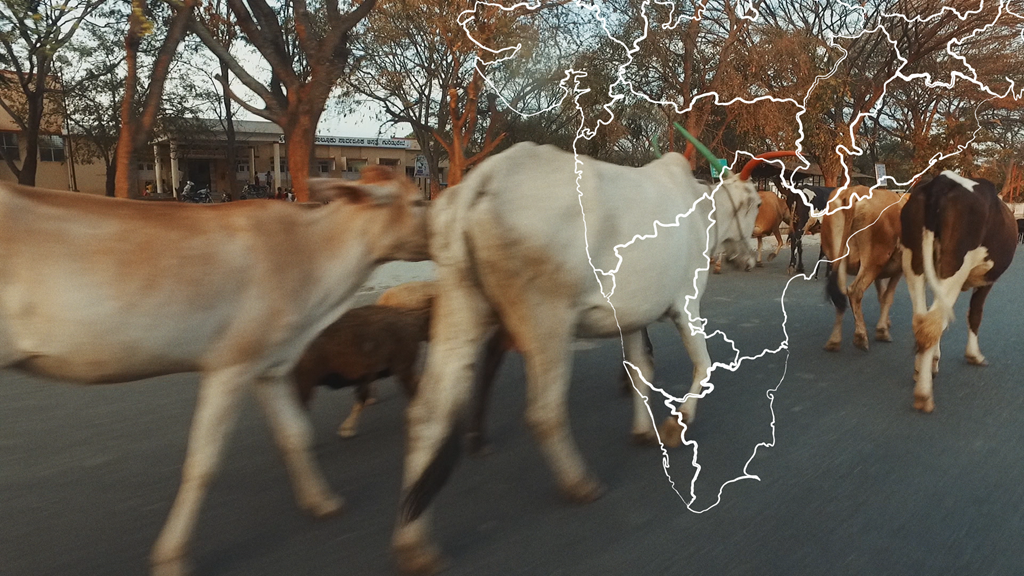 Karvės ant kelio Indijoje