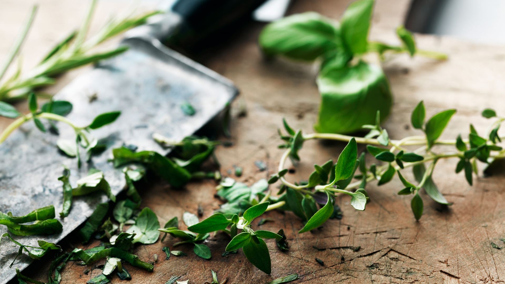 Frisk hakket oregano